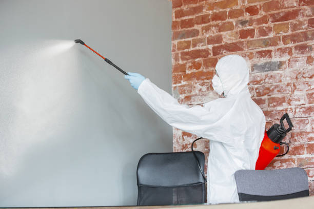 Mold Odor Removal Services in North Wantagh, NY