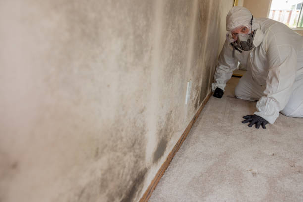 Best Crawl Space Mold Remediation  in North Wantagh, NY